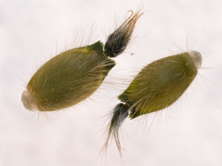Samen der Acker-Witwenblume mit Elaiosom (Knautia arvensis)