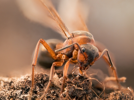 Nest der Kahlrckige Waldameise  
		(Formica polyctena)