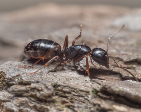 Nahaufnahme einer Schuppenameise