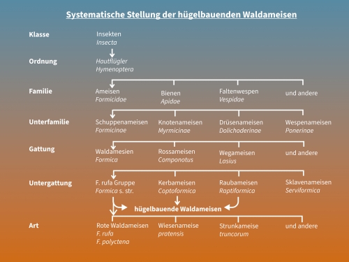 Nest der kleinen roten Waldameise (Formica polyctena)