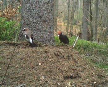 Samen des hohlen Lerchesporn (Corydalis cava) mit Elaiosom