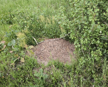 Typische Nestform der Wiesenameisen (Formica polytena)