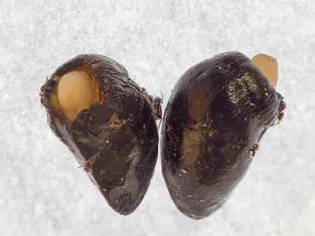 Samen des Gemeinen Beinwells (Polygala vulgaris) mit Elaiosom