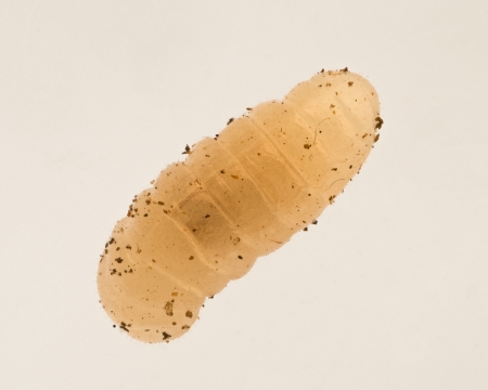 Larve der hgelbauenden Waldameisen