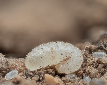 Larve und Pupped der h�gelbauenden Waldameisen