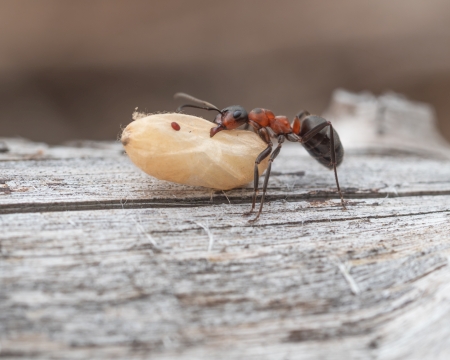 Hgelbauende Waldameise beim Trasport einer Ameisenpuppe