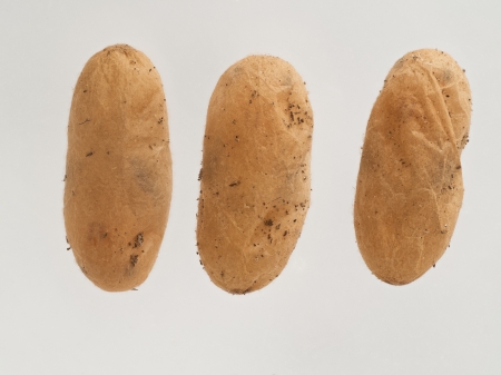 Puppen der hgelbauenden Waldameisen