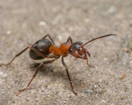 Makroaufnahme einer Hgelbauenden Waldameise
