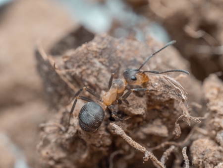 Junge anausgef�rbte Arbeiterin (Formica polyctena)
