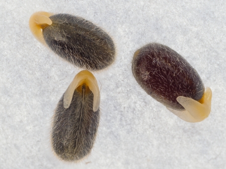 Samen der Gewhnliche Kreuzblume mit Elaiosom (Symphytum officinale)