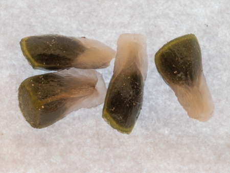 Samen der Gewhnliche Goldnessel mit Elaiosom (Knautia arvensis)