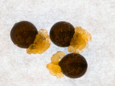 Samen der Schneeglckchens mit Elaiosom (Galanthus nivalis)