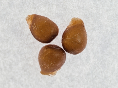 Samen des Wald-Veilchens mit Elaiosom (Knautia arvensis)