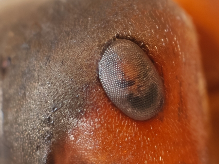 Facettenauge-Ameisen