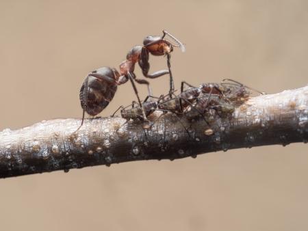 Ameise bewacht ihre Blattläuse