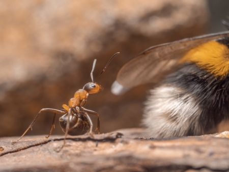 Ameise erbeutet ein Insekt