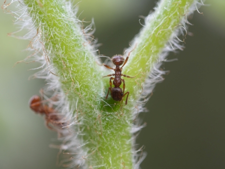 Makroaufnahme der Extrafloralen Nektarien am Grund des Blattstiel des Adlerfarns (Pteridium aquilinum)