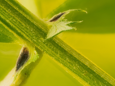 Makroaufnahme der Extrafloralen Nektarien der Futterwicke