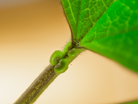 Makroaufnahme der Extrafloralen Nektarien am Blattstiel des Gemeinen Schneeballs (Viburnum opulus)