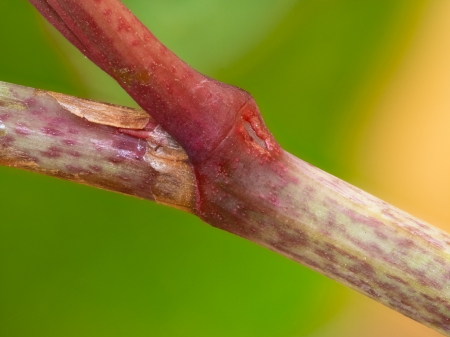 Makroaufnahme der Extrafloralen Nektarien am Grund des Blattstiel des Japanischen Staudenknöterich (Reynoutria japonica)
