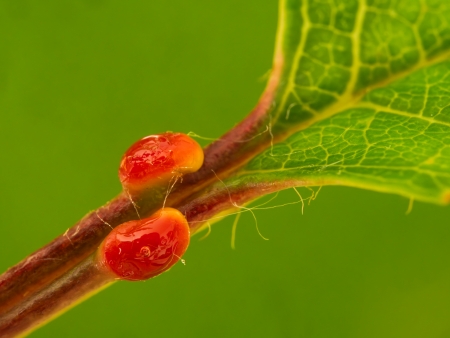 Makroaufnahme der Extrafloralen Nektarien der Kirsche