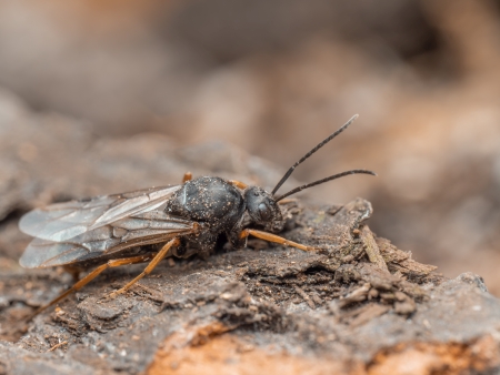 Drohne Der Waldameisen (Formica pratensis)
