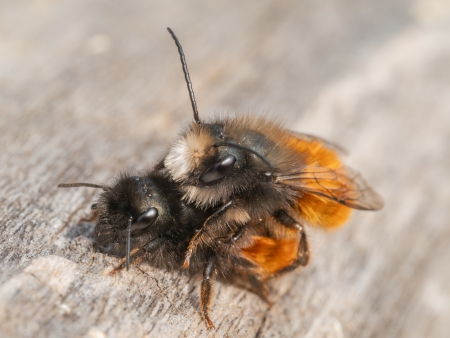 Seitliche Aufnahme von zwei Mauerbienen bei der Paarung