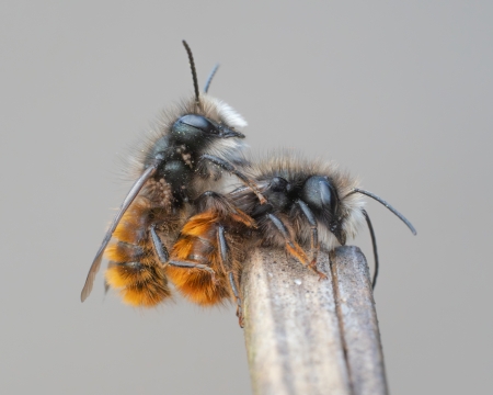 Geh�rnte Mauerbienen (Osmia cornuta)