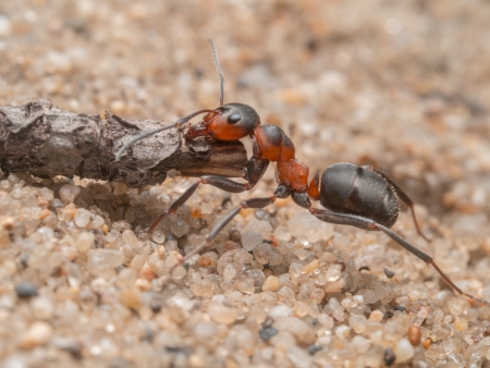 Eine Waldameise (Formica pratensis)transportiert ein kleines St�ck Holz zu ihrem Nest