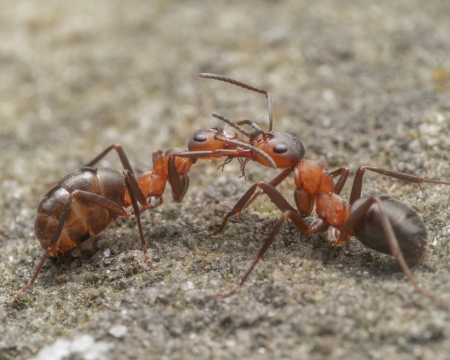 Waldameisen bei der bergabe von Nahrung