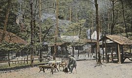 Historisches Foto der Waldidylle im Uttewalder Grund